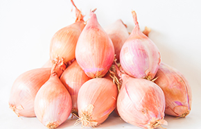 Shallot